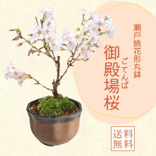 桜盆栽：ミニ御殿場桜*（瀬戸焼花形丸鉢）苔付き【2026年春開花】【自分ご褒美】さくら お花見 誕生日 祝 春bonsai