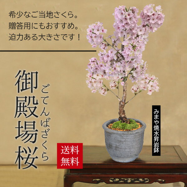 桜盆栽：御殿場桜(みまや焼水昇岩鉢)*苔付き【2026年春開花予定】【送料無料】【即日出荷可】【自分ご褒美】自宅でお花見 bonsai