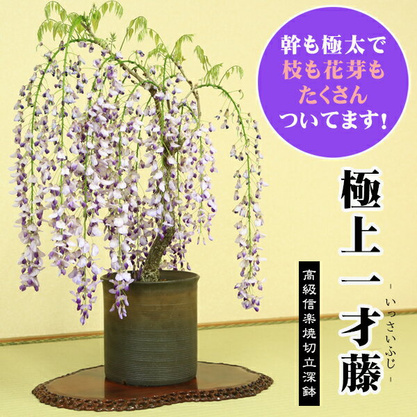 極上特選 極太藤盆栽：一才藤（信楽焼切立深鉢）* ふじフジ藤 鉢植え 鉢花【2026年春開花予定】bonsai