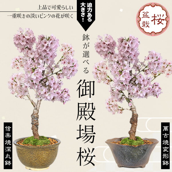 桜盆栽：御殿場桜*(鉢が選べる) 苔付き 迫力ある大きさ桜サクラさくらsakura盆栽鉢植え趣 和 お花見 bonsai