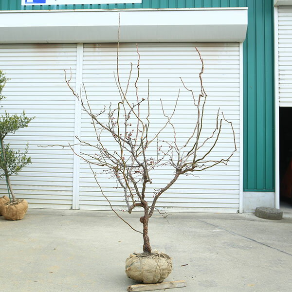 楽天市場】雲龍梅 品種の通販
