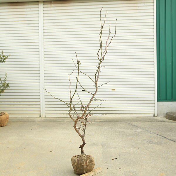 楽天市場】白梅 植木の通販