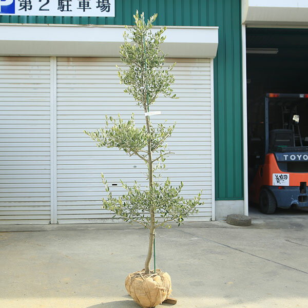 特選庭木・植木：オリーブ（カロレア）*樹高160cm 現品限り 大型佐川急便配送