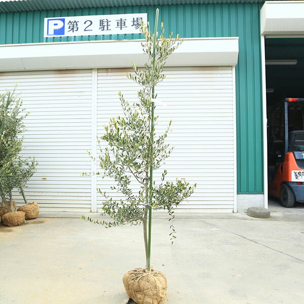 特選庭木・植木：オリーブ（カロレア）*樹高160cm 現品限り 大型佐川急便配送