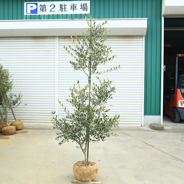 特選庭木・植木：オリーブ（カロレア）*樹高160cm 現品限り 大型佐川急便配送
