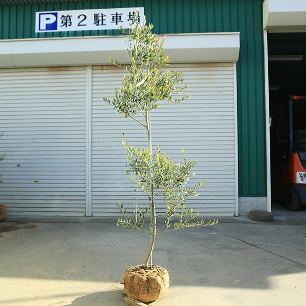 特選庭木・植木：オリーブ（カロレア）*樹高160cm 現品限り 大型佐川急便配送