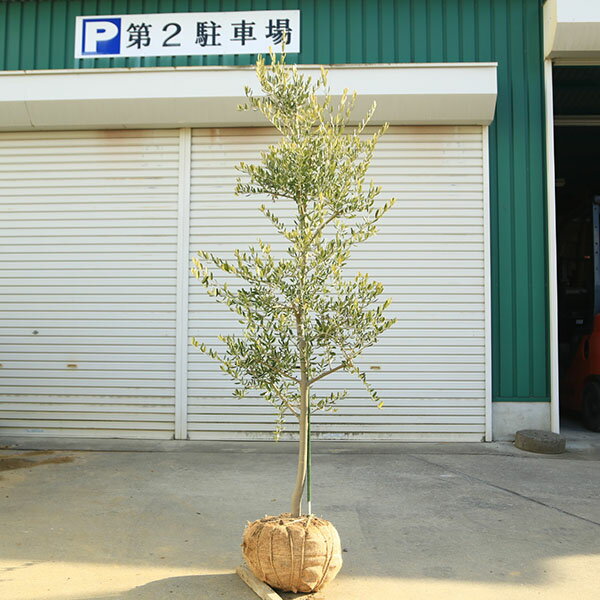 特選庭木・植木：オリーブ（カロレア）*樹高160cm 現品限り 大型佐川急便配送