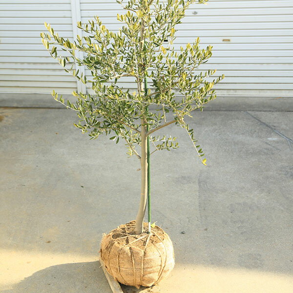 特選庭木・植木：オリーブ（カロレア）*樹高160cm 現品限り　大型佐川急便配送