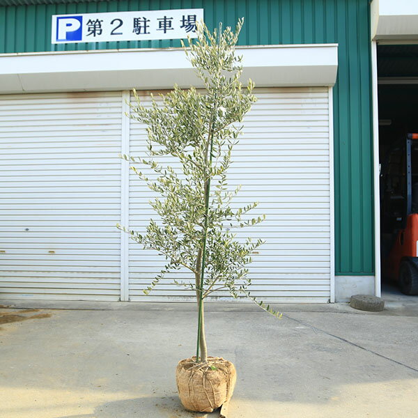 特選庭木・植木：オリーブ（カロレア）*樹高160cm 現品限り　大型佐川急便配送