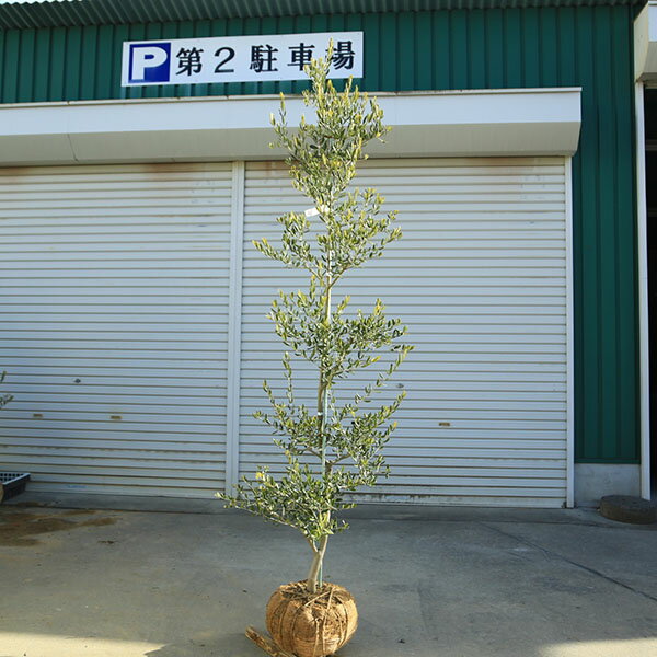 特選庭木・植木：オリーブ（カロレア）*樹高160cm 現品限り 大型佐川急便配送