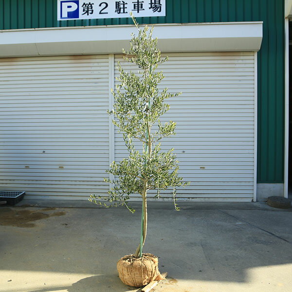 特選庭木・植木：オリーブ（カロレア）*樹高160cm 現品限り 大型佐川急便配送