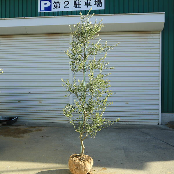 特選庭木・植木：オリーブ（カロレア）*樹高160cm 現品限り 大型佐川急便配送