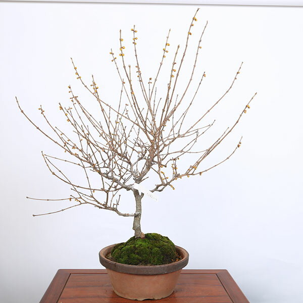 Rakuten - 特選庭木　植木 　盆栽：満月ロウバイ（満月蝋梅）満月ろうばい　樹高80cm*佐川急便