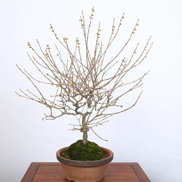 特選庭木　植木 　盆栽：満月ロウバイ（満月蝋梅）満月ろうばい　樹高80cm*佐川急便