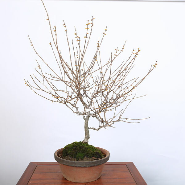 特選庭木　植木 　盆栽：満月ロウバイ（満月蝋梅）満月ろうばい　樹高80cm*佐川急便