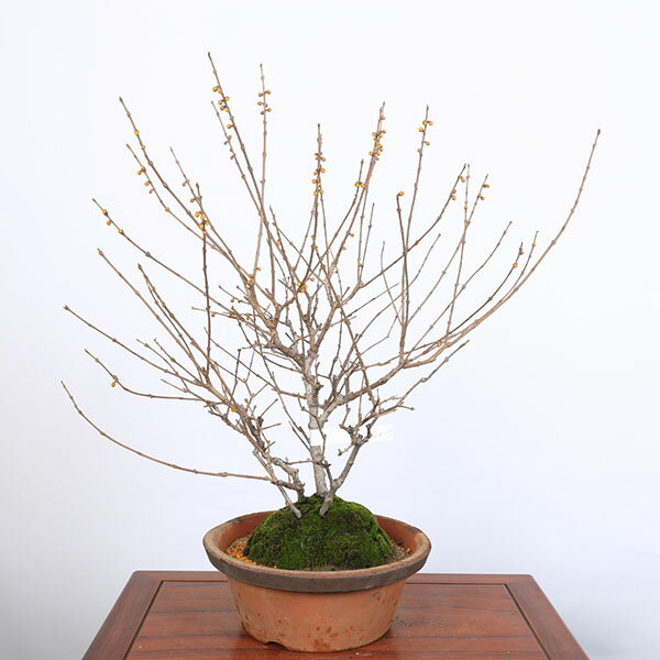 特選庭木 植木 盆栽：満月ロウバイ（満月蝋梅）満月ろうばい 樹高80cm*佐川急便