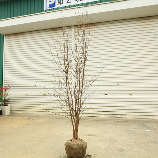 Other - 庭木　植木：ヒメシャラ（姫夏椿）姫シャラ　大株　樹高160cm　全高180cm*佐川急便　ひめしゃら