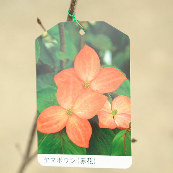 庭木：山法師（ヤマボウシ）*赤花or白花or源平　樹高：約100cm　お選びください！　やまぼうし