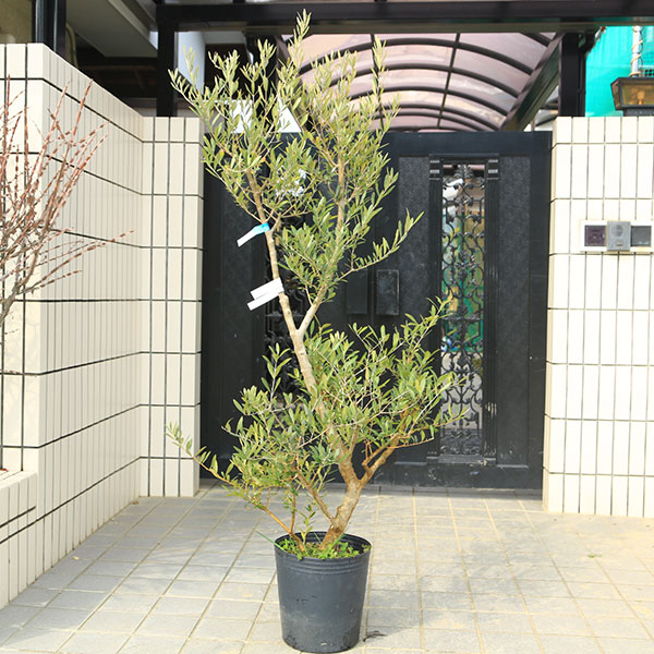 Rakuten - 特選庭木・植木：オリーブ（ネバディロブランコ）太幹　安心の9号ポット植え　*全高150cm 現品限り　佐川急便配送