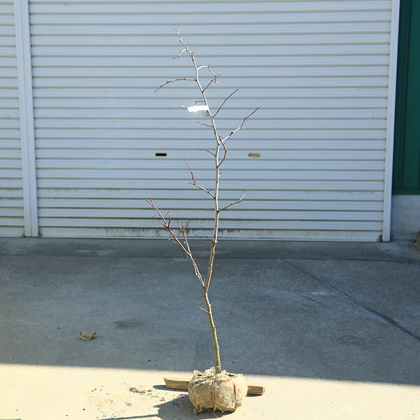 庭木　珍品 現品限り：一才なつめ（ナツメ）一才ナツメ　大株　樹高130cm*棗 佐川急便