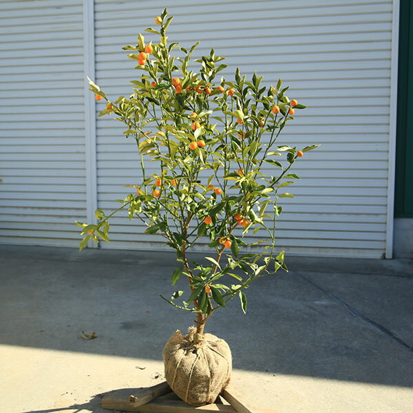 庭木　植木　果樹　苗木：キンカン（金柑）大株 樹高：110cm　現品限り　佐川急便発送*　きんかん　金柑
