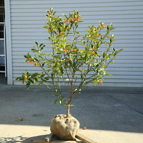 庭木植木果樹苗木：キンカン大株樹高...