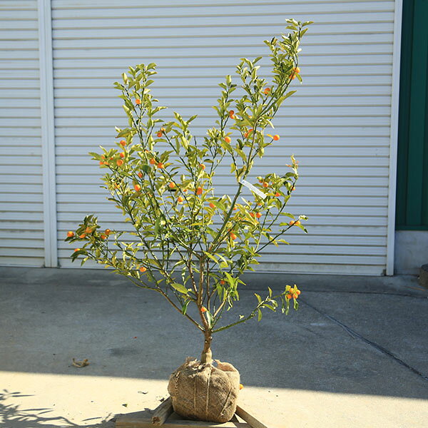 Rakuten - 庭木　植木　果樹　苗木：キンカン（金柑）大株 樹高：130cm　現品限り　佐川急便発送*　きんかん　金柑