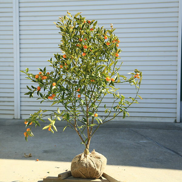 庭木 植木 果樹 苗木：キンカン（金柑）大株 樹高：110cm 現品限り 佐川急便発送* きんかん 金柑