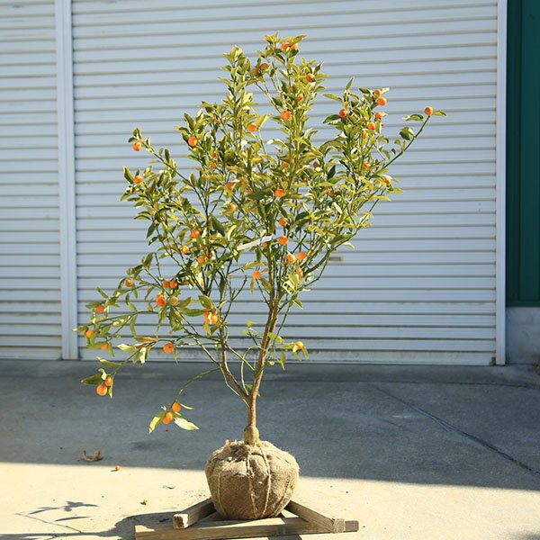 庭木植木果樹苗木：キンカン大株樹高...