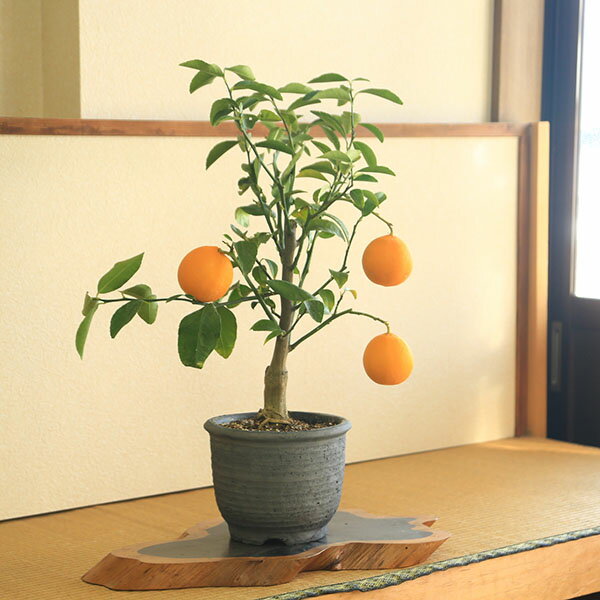 Rakuten - 庭木　植木　果樹　プレミアム柑橘盆栽：特選　レモン（みまや焼水昇岩鉢）　　れもん　檸檬　鉢植え*　全高60cm