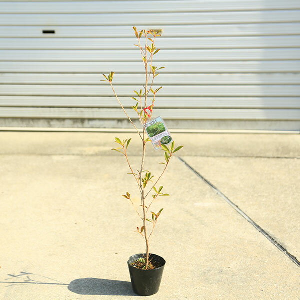 Other - 庭木苗・植木・蜜源植物：キリラ・ラセミフローラ（ナイアガラツリー）　樹高：70cm　*蜜蜂も大好きな花です！