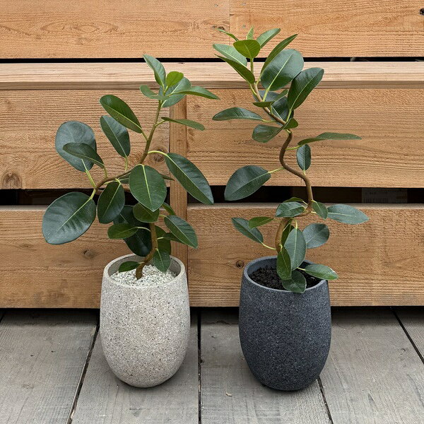 おしゃれ　観葉植物　鉢色選べる：フランスゴムの木*鉢植え　フィカス　ルビギノーサ