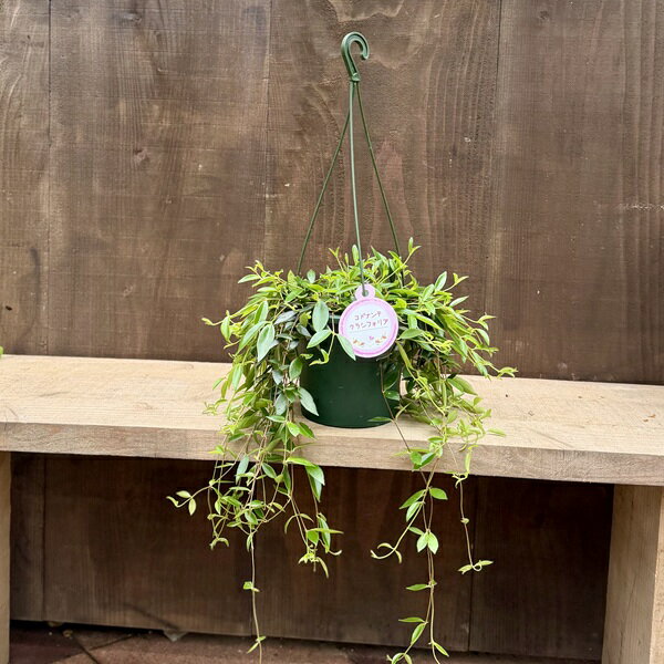 商品説明 科目：イワタバコ科／属名：コドナンテ属／開花期：9〜12月／非耐寒性常緑蔓（つる）性多年草／耐寒温度：5℃（環境・生育状況により変わります。） 撮影日：2月 ＊数量ものの為、写真と形状が異なる場合がございます。 ＊開花状況は変わります。 ＊写真の小物など記載以外の物は商品に含まれません。 サイズ 鉢径：約15cm　全高：約45cm(吊り上部〜鉢底まで)　幅：約30cm〜40cm 育て方について ・置き場所 日光に当てて育てるほうがよいですが、 レースのカーテン越し程度の日光でもよいので、室内でも育てられます。 ・水やり 生育期間中は土の表面が乾いたらたっぷりと水を与えます。 冬は水やりをひかえめにし、乾かし気味にします。 ◆ご購入後、詳しい手入れ方法を知りたい方は、メール・電話等でお問い合わせ下さい。 納期配達ご希望日時のご指定ができます。 お急ぎの場合は午前中までにご注文の場合、即日発送も可能です。 しだしょくぶつ　玄関 お祝 お礼新築祝 開店祝 開業祝 引越し祝 誕生日 内祝結婚祝い 敬老の日 陶器 人気 おしゃれ玄関 シンボルツリー鉢植え 本物 父の日 母の日 シンプル シック 和モダン ナチュラル 観葉植物桜盆栽　さくら盆栽・サクラ盆栽・ミニ盆栽・ミニさくら盆栽・ミニサクラ盆栽・あさひやまさくら・桜・アサヒヤマ・モダン盆栽　通販　盆栽　苔　創作盆栽　小品盆栽　盆栽販売　観葉植物　ミニ観葉植物　植木　人気商品　プレゼント　ギフト 季節の贈りもの　お正月・お年賀・成人の日・節分・バレンタインデー・ひな祭り・春分の日・お彼岸・ ホワイトデー・卒業式・入学式・こどもの日・母の日・父の日・七夕・お中元・書中見舞い・残暑見舞い・お盆・敬老の日・秋分の日・七五三・クリスマス・イブ・ お歳暮・シンボルフラワー・早期ご予約・早期割引・早割・早期特典 ＜大切なあの人へのプレゼント＞御祝・御礼・御挨拶・粗品・珍しい・お使い物・贈答品・ギフト・ 贈りもの・進物・記念日・結婚記念日・お誕生日・バースデー・発表会・祝電 ＜お祝いや内祝いなど祝儀の品＞引き出物・お祝い・内祝い・結婚祝い・ 結婚内祝い・出産祝い・出産内祝い・プロポーズ・ 婚約・引き菓子・快気祝い・快気内祝い・プチギフト・金婚式・銀婚式・告白・喜寿・米寿・卒寿・還暦 ＜ビジネスでのギフト・お礼・大人のマナーとして＞開店祝い・移転祝い・お見舞い・歓送迎会・送別祝い・退職祝い・公演 楽屋見舞い・開店 オープン・新築祝い・引越し祝い・入学祝い・卒業祝い・熨斗・のし