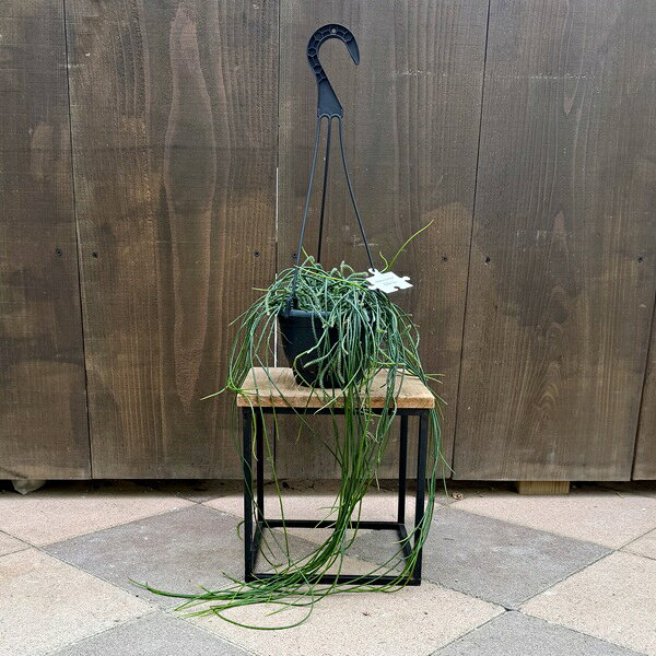 Rakuten - おしゃれ　観葉植物：リプサリス　プニセオディスカス*5号　吊り鉢　プニセオディスクス