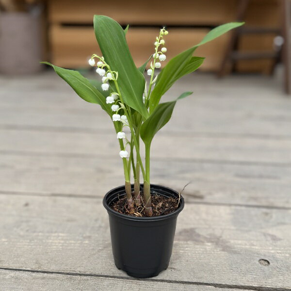 花苗 観葉植物：スズラン*鈴蘭