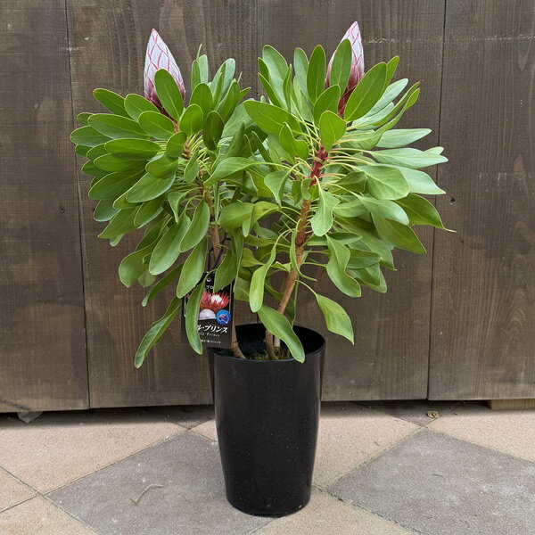 おしゃれ　観葉植物　花苗：キングプロティア　リトルプリンス*6号