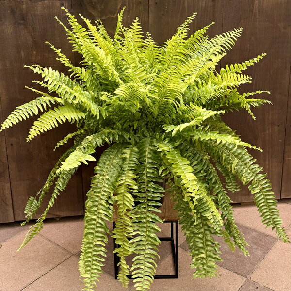 観葉植物：ネフロレピス　ハッピーマーブル*7号 プラポット タマシダ