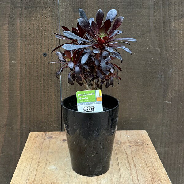 おしゃれ観葉植物：アエオニウムクロ...