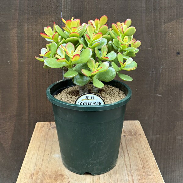 楽天市場】姫黄金花月の通販