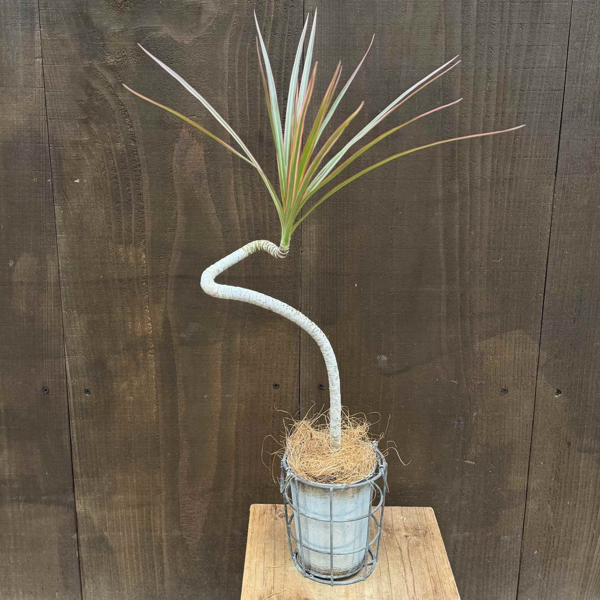 観葉植物：ドラセナ コンシンネ レインボー 鉢カバー*ブリキ ココヤシ飾り