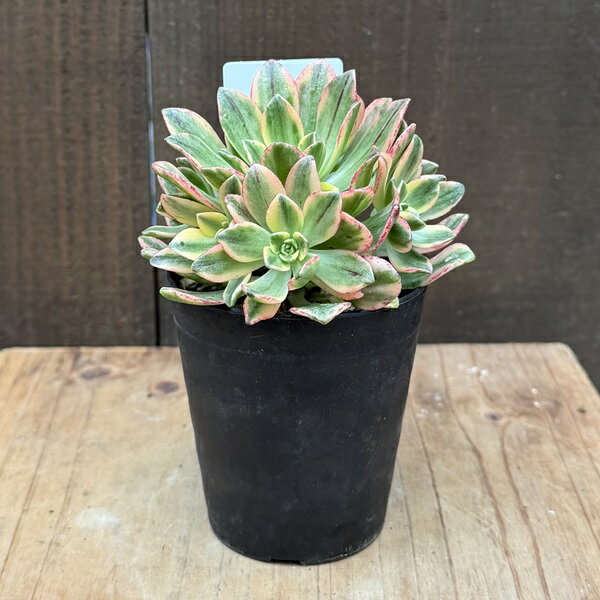 おしゃれ 観葉植物：�