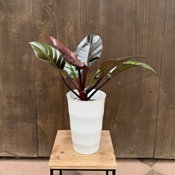 Group Planting - おしゃれ 観葉植物：フィロデンドロンブラックカーディナル*6号 ブラックカージナル