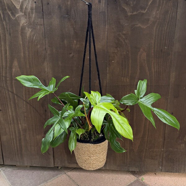 Rakuten - おしゃれ 観葉植物：フィロデンドロン フロリダ　鉢カバー*吊り Philodendron 'Florida'