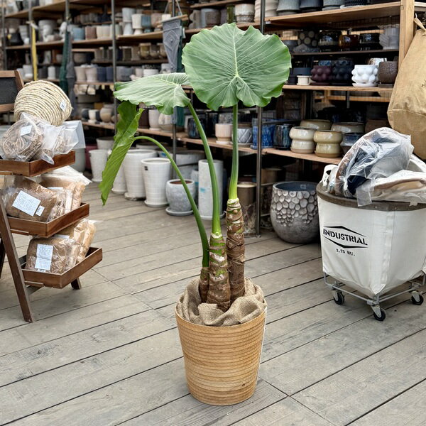 商品説明 名前の通り食べられないので「不喰芋（食わず芋）」と呼ばれています。 鉢カバーの中にプラスチックカバーが付いています。 科目：サトイモ科／属名：アロカシア属（クワズイモ属）／別名：アロカシア・オドラ／花言葉：華やか／耐寒性／耐寒温度...