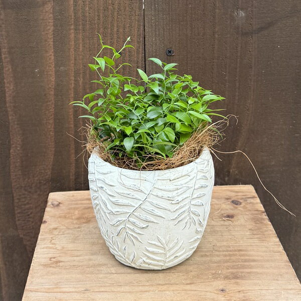 観葉植物：アスパラガス スライマックス 鉢植え*ココヤシ飾り