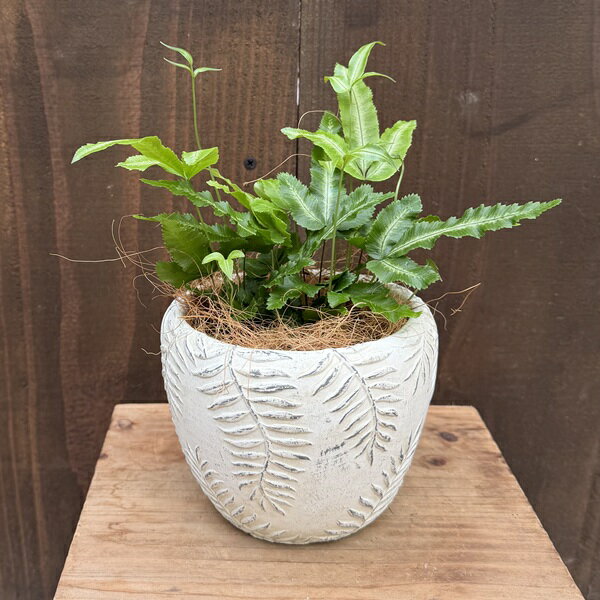 プテリス鉢の商品画像