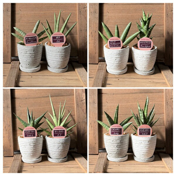 楽天市場】サンスベリア 希少種の通販