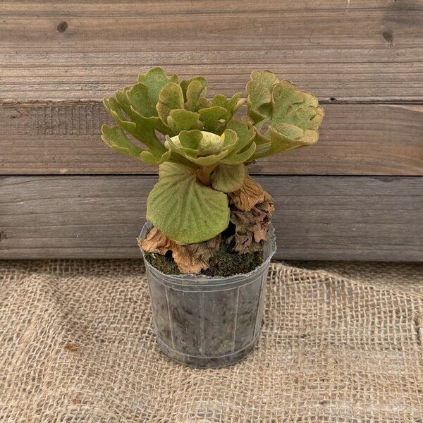 楽天市場】リドレイ（観葉植物｜花・観葉植物）：花・ガーデン・DIYの通販