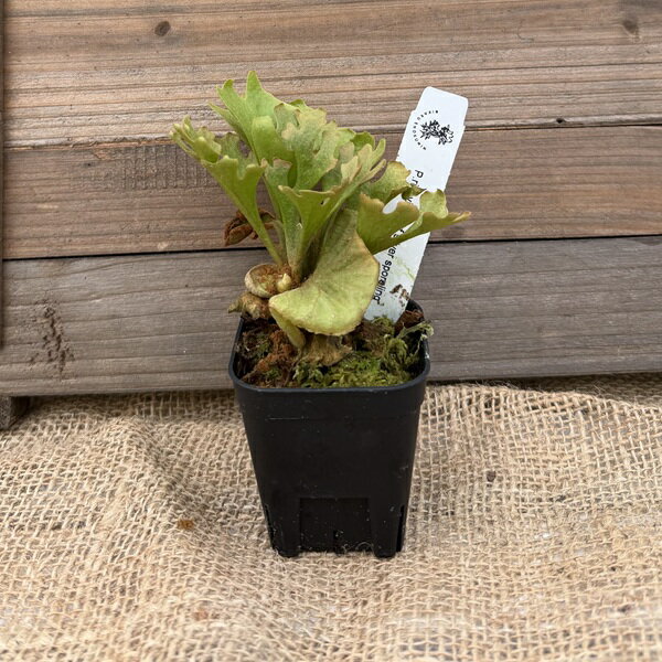 楽天市場】ビカクシダ リドレイの通販