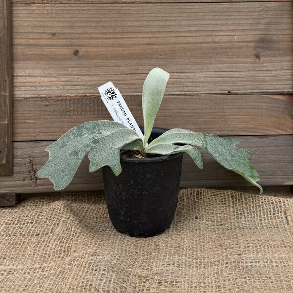 おしゃれ 観葉植物：ウィリンキー 月光爪哇 スポア株*ビカクシダ コウモリラン ゲッコウジャワ